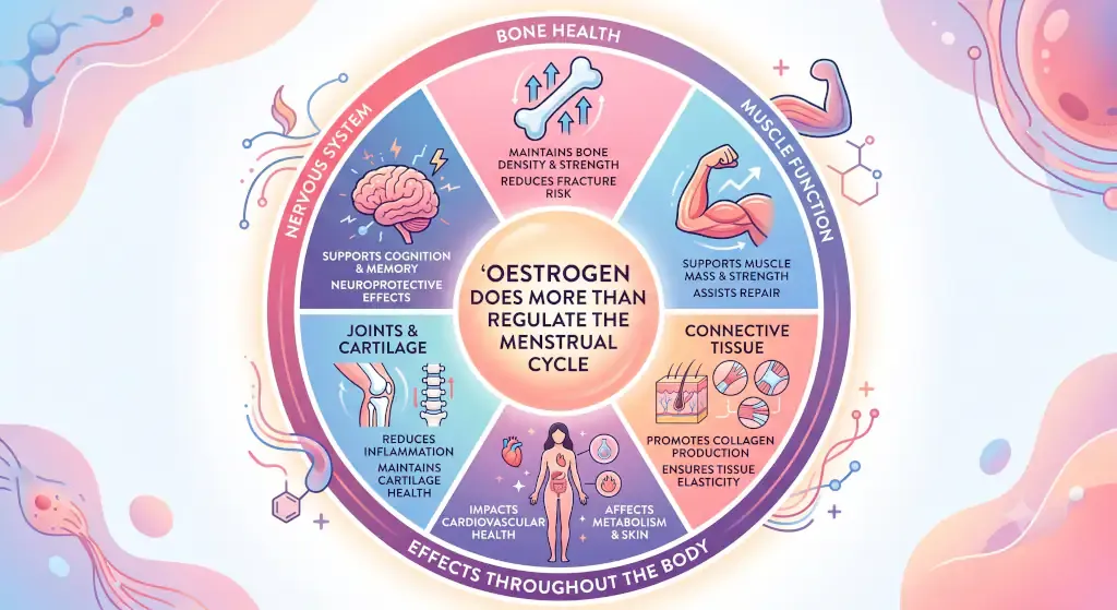 Infographic detailing systemic physiological effects of oestrogen beyond menstruation.